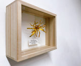 高見晴惠 - Charta áurea -