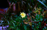 森内春香「黄色い花」