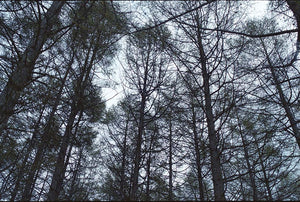 森内春香「上に向かう木々」
